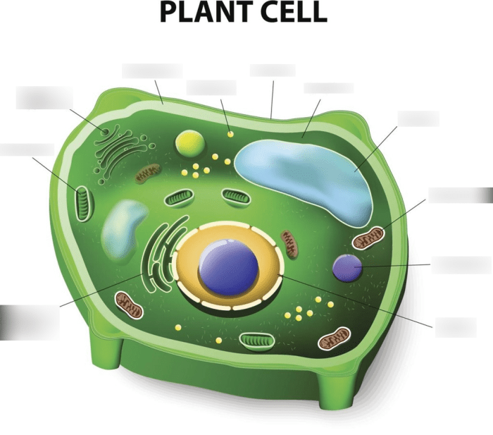 Label plant cell and animal cell worksheet