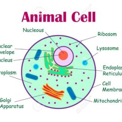 Label plant cell and animal cell worksheet