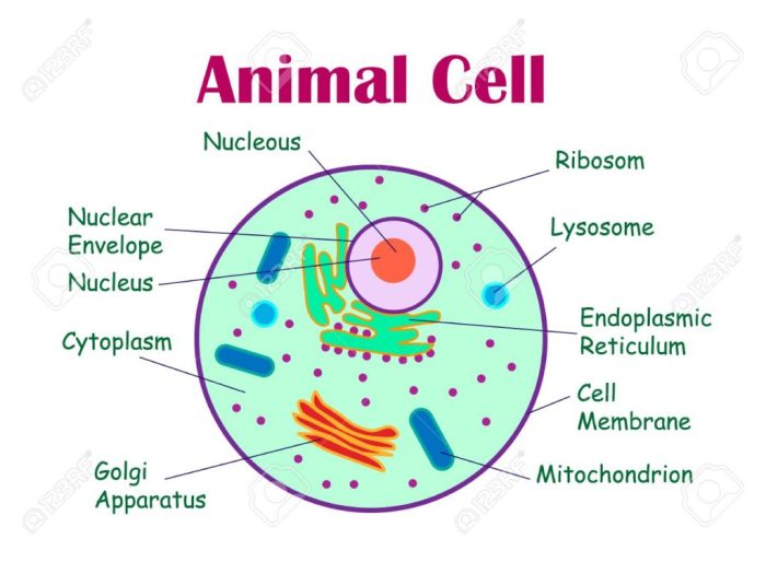 Label plant cell and animal cell worksheet