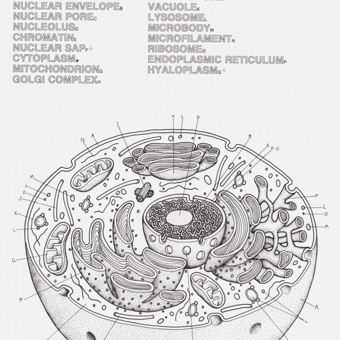 Label plant cell and animal cell worksheet