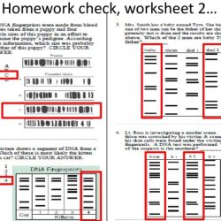 Dna fingerprinting lab answer key