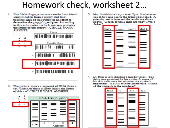 Dna fingerprinting lab answer key