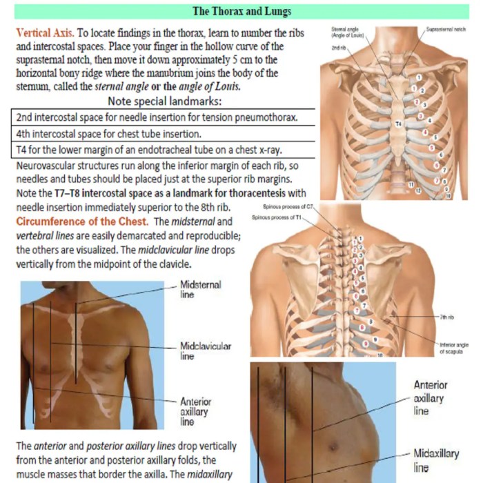 Regional write up thorax and lungs