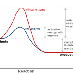 Energy worksheet #1 reaction rates