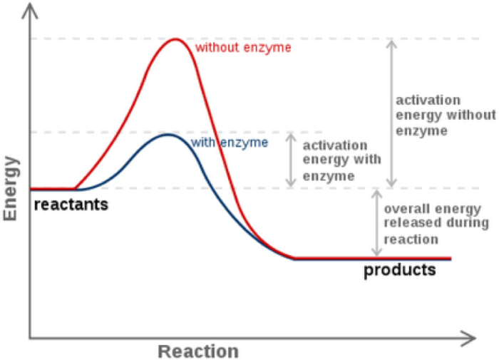 Energy worksheet #1 reaction rates