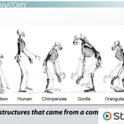 Pogil evidence for evolution answer key