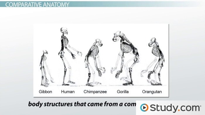 Pogil evidence for evolution answer key