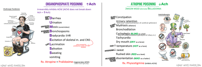 Atropine vs adenosine vs amiodarone