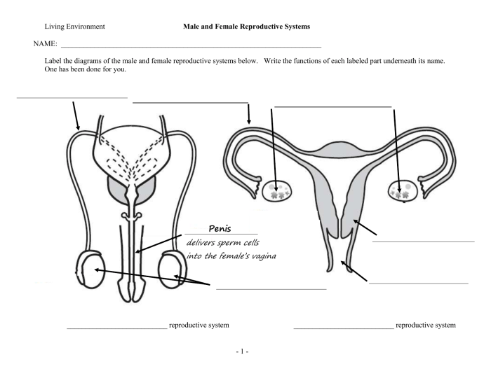 Male reproductive system blank diagram