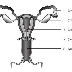 Male reproductive system blank diagram