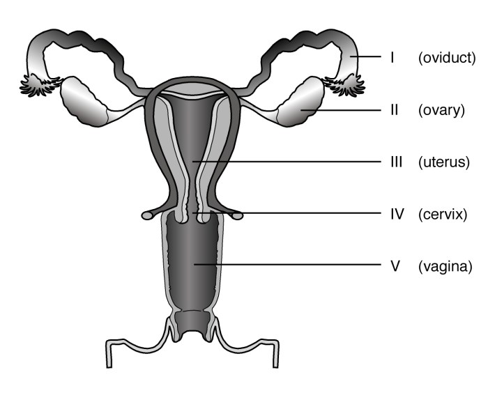 Male reproductive system blank diagram