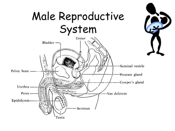 Male reproductive system blank diagram